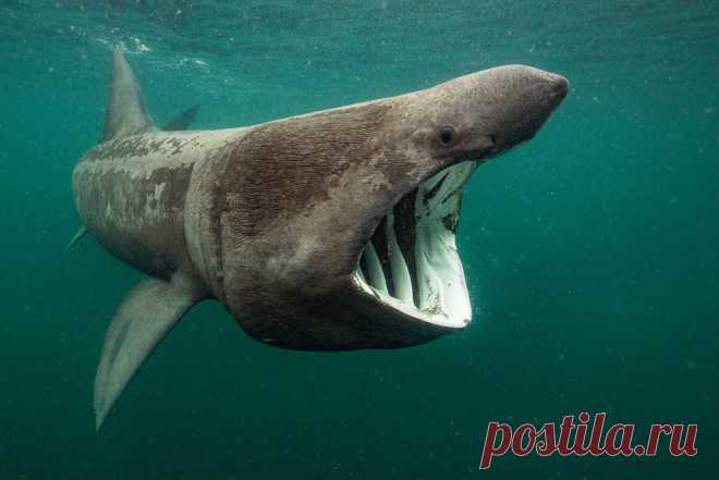 Удивительный водный мир — Мания.инфо