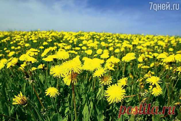 ОДУВАНЧИК В САЛАТЫ - ПРОТИВ ЖИРА !!! **Молодые листья одуванчика -для пищеварения и уменьшат жир/отложения, накопившиеся за зиму! Добавляй этот полезный сорняк в салат -листья чистые вдали от дорог и  города, в деревне, на даче, в лесу. Если листья в салате не нравятся по вкусу -тогда через мясорубку, и отожми через марлю: 3р в день по 1ст/л. //Ольга Анохина: Лучшие травяные настои, чтобы сбросить вес.