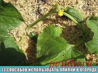 13 СПОСОБОВ ИСПОЛЬЗОВАТЬ ОПИЛКИ В ОГОРОДЕ 
Опилки – это древесные отходы, которым хороший хозяин всегда найдет применение. Кто-то относится к этому материалу несерьезно, а кто-то считает ценнейшим материалом для применения на даче и огороде. 
Огородники нашли в опилках большое количество полезных качеств и свойств. Этот материал является отличным почвенным разрыхлителем. Он делает почву воздухопроницаемой и препятствует появлению корки на поверхности земли. Почвенная смесь...