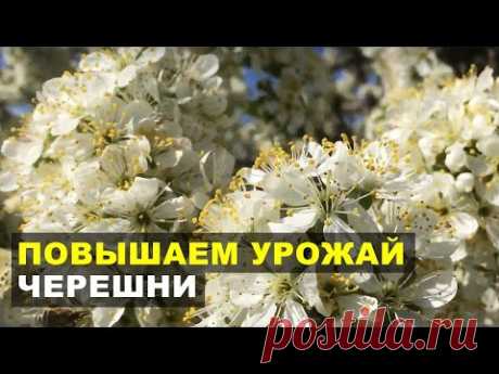 Повышаем урожай черешни