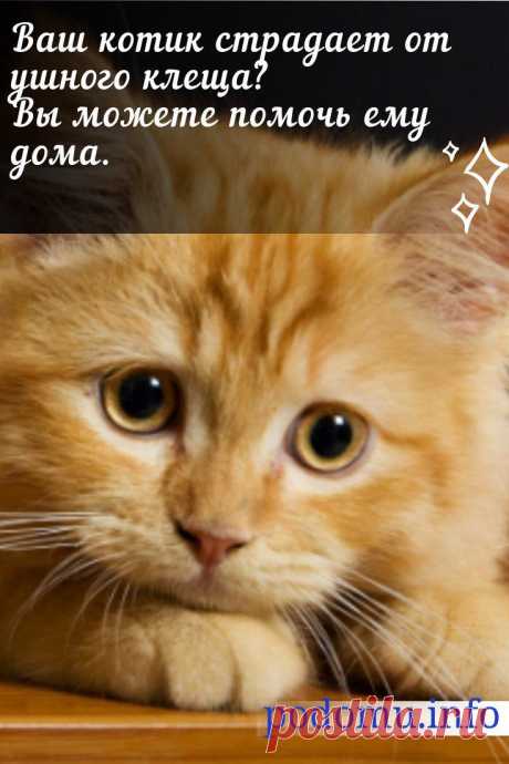 Лечение ушного клеща у кошек: эффективные препараты в домашних условиях #котик#кот#лечениекота#ушнойклещукотов#болезникошек#ветеренария