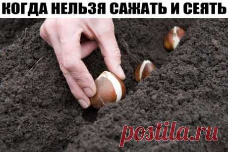 КОГДА НЕЛЬЗЯ САЖАТЬ И СЕЯТЬ 
Народные приметы для садоводов-огородников!
 - Картофель нельзя сажать на Вербной неделе, по средам и субботам - будет портиться.
 - Если весна ранняя, то капусту, как и лук сеют на четвертой неделе Великого поста или позже - на пятой.
 - Если весна запаздывает, то производят посев в последние дни Страстной недели, особенно в субботу.
 - Подсолнухи лучше сажать в субботу, до восхода солнца или после его захода. Последнее предпочтительнее. При посадке молчат и не грыз