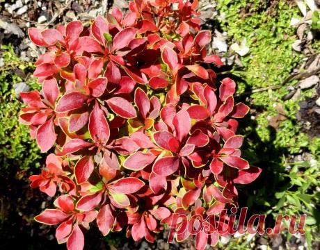 danger garden: Marion Jarvie’s Garden