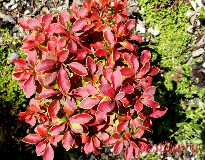 danger garden: Marion Jarvie’s Garden