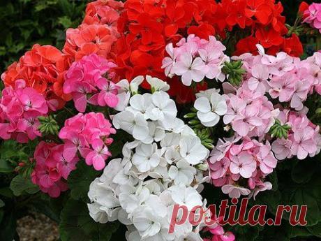 Все о герани / Дача ТВ / 7dach.ru