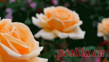 Мой Мир@Mail.Ru