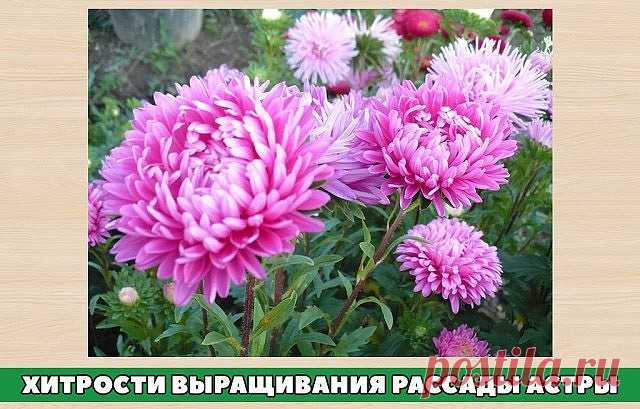 Хитрости выращивания рассады астры.
Выращивание астры не требует много времени. Мы поговорим о некоторых моментах, которые вам пригодятся при выращивании астры.
Однолетняя астра очень неприхотливое растение. Практически все сорта астры
светолюбивые растения, поэтому место для посадки лучше выбирать открытое, солнечное.
К почвам она не требовательна. Предпочитает плодородные легкие суглинистые или супесчаные почвы с нейтральной реакцией почвы. Не любит тяжелых, кислых, пере...