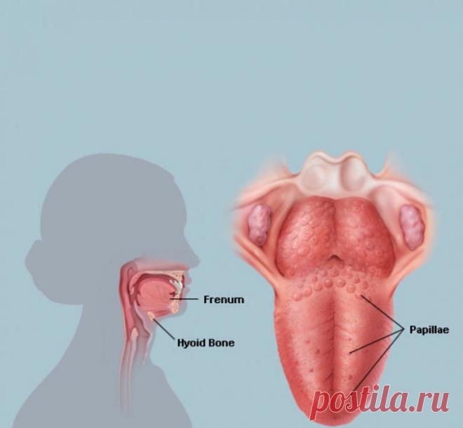 О каких болезнях расскажет белый налёт на языке Часто заметные изменения на языке проявляются раньше других клинических симптомов. Появление плотного белого налета почти всегда является началом развития негативного процесса в организме.