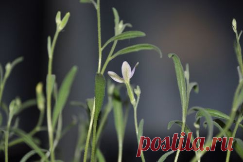 цветы ночная фиалка фото - 2 393 картинки. Поиск Mail.Ru