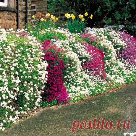 Phlox