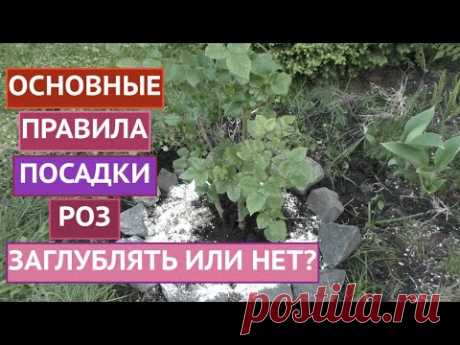 ИНСТРУКЦИЯ ПО ПОСАДКЕ РОЗ! ДЕЛЮСЬ СВОИМИ НАРАБОТКАМИ!