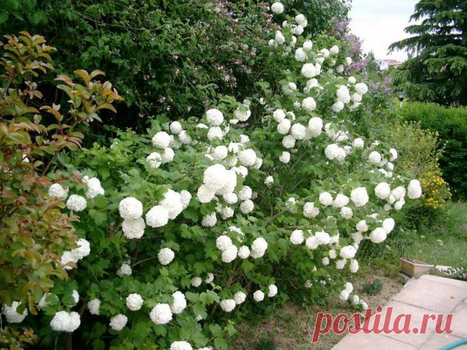 Калина бульденеж посадка и уход в открытом грунте Обрезка и размножение Фото в ландшафтном дизайне