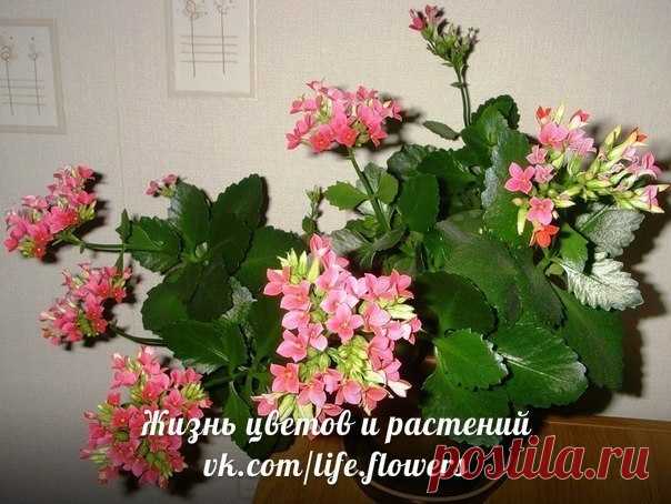 Повторное цветение каланхоэ.