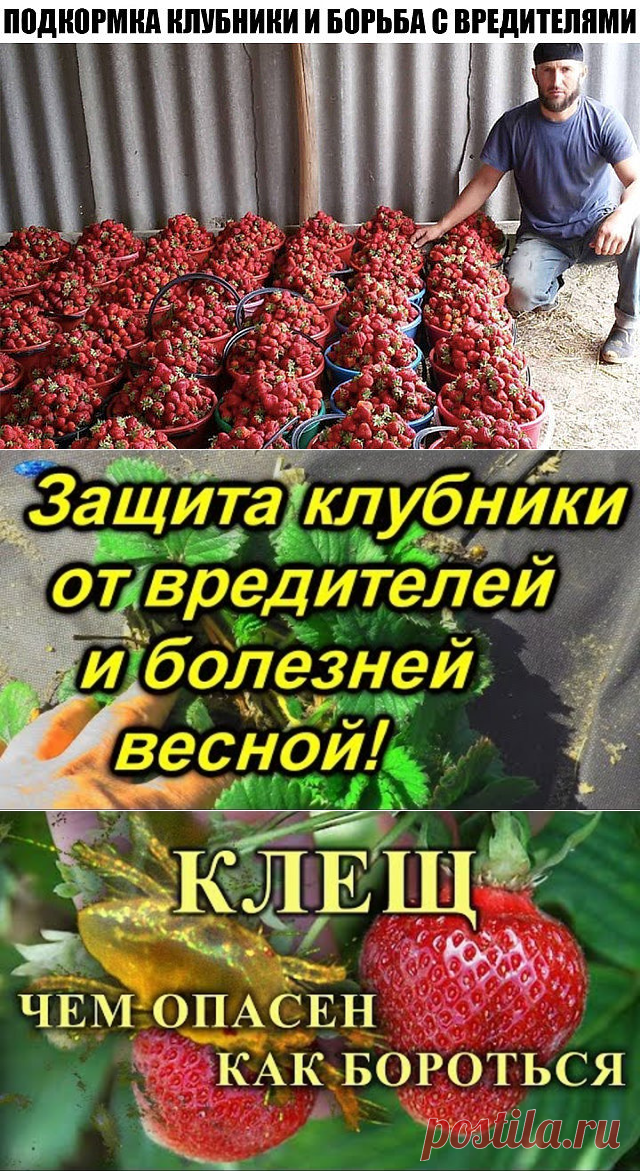 (3) Одноклассники