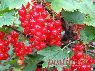 Рецепт оригинальной острой приправы из красной смородины