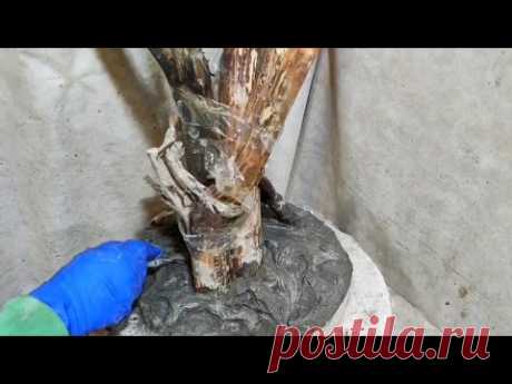 Зацементировал сухие ветки, посмотрите что получилось