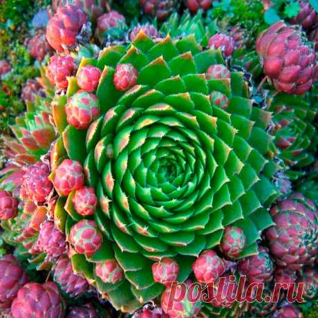 Комнатное растение Молодило (Sempervivum). Название рода, который включает в себя около 30 видов, переводится как &quot;всегда живое&quot; (лат. semper - &quot;всегда&quot; и vivus - &quot;живой&quot;). Не случайно молодило побегоносное (S.soboliferum) иначе называют &quot;&quot;живучкой&quot; - мясистые листья этого растения выказывают удивительную жизнеспособность. В июне-августе над шаровидными розетками листьев на 10-25 см поднимаются цветоносные стебли.
