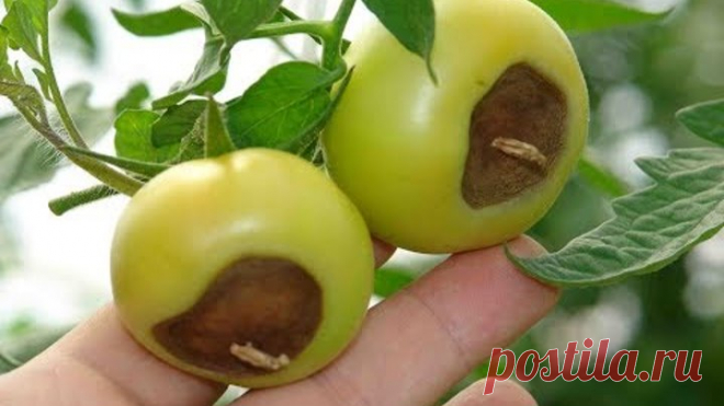 Используйте это!!! Вершинная гниль убегает, как трус!!!