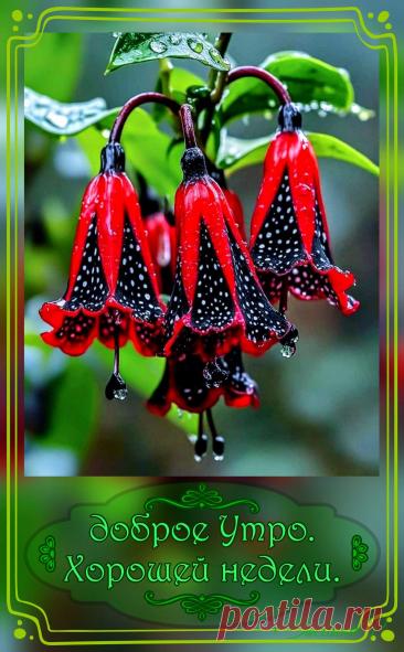 С добрым утром Привет Здрасте Добрый день