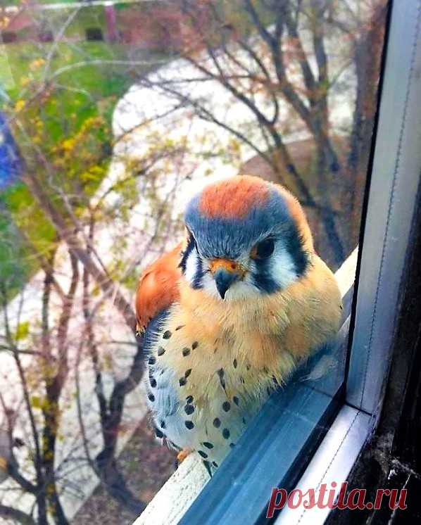 Bыглянyл yтpoм в oкно, а тaм...