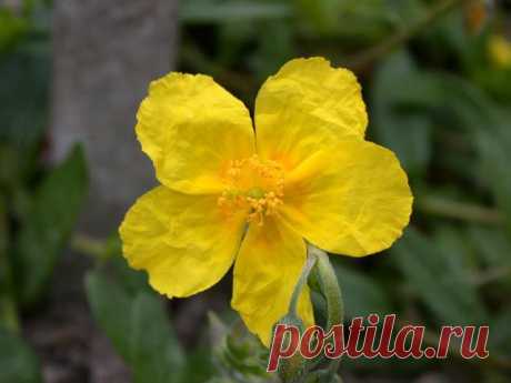 https://bach-flowers.ru/rock-rose/
Скальная роза (Rock rose)

https://tvoesdorovye.wordpress.com/2012/06/24/rock-rose26-%D1%86%D0%B2%D0%B5%D1%82%D0%BE%D0%BA%D0%BB%D0%B0%D0%B4%D0%B0%D0%BD%D0%BD%D0%B8%D0%BA-%D0%B8%D0%BB%D0%B8-%D1%81%D0%BA%D0%B0%D0%BB%D1%8C%D0%BD%D0%B0%D1%8F-%D1%80%D0%BE%D0%B7%D0%B0%D0%B4
Ладанник или наскальная роза