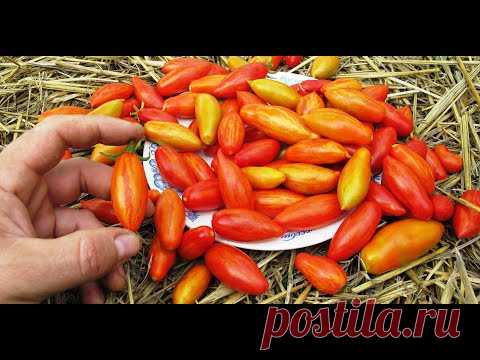 гусева помидор