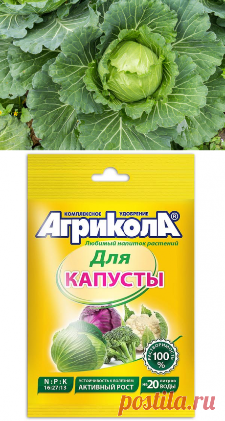 Чем подкармливать капусту, чтобы выросли тугие и вкусные кочаны