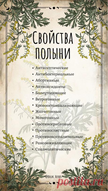 Свойства полыни