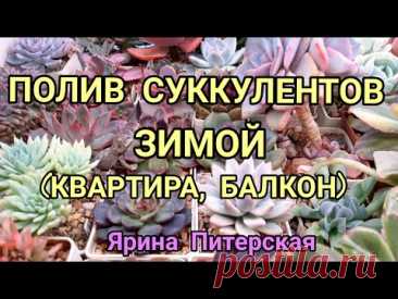 Как правильно поливать суккуленты.