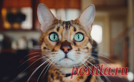 Как мой знакомый зашел в ветклинику, будучи в Лондоне, и устроил там полный кавардак