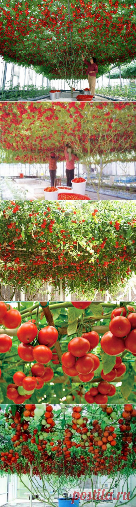 Томатное  дерево Спрут F1
Томат-дерево выращивается в течение 1,2-1,5 года. Впервые 7-8 месяцев растениям не дают плодоносить и формируют как томат-дерево. Остальное время - это период плодообразования и плодоношения.