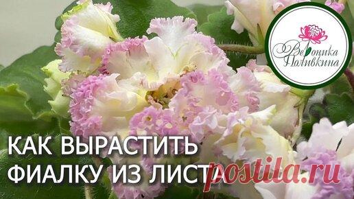 КАК ВЫРАСТИТЬ ФИАЛКУ ИЗ ЛИСТА | Сад-огород с Вероникой Поливкиной   | Дзен