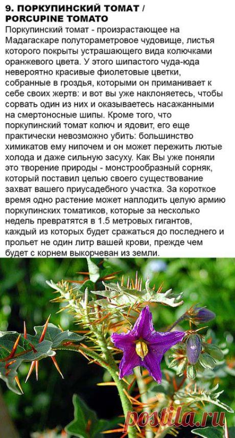 ПРИКОЛЫ