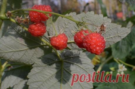 Зачем вырезать все побеги ремонтантной малины весной? 
Уважаемая редакция! Прошу объяснить, почему с ремонтантной малиной рекомендуют так варварски поступать – весной вырезать все её побеги до земли? Ведь малине предстоит отрастить листья, заложить цвето…