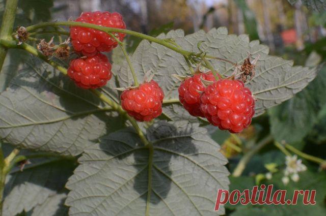 Зачем вырезать все побеги ремонтантной малины весной? 
Уважаемая редакция! Прошу объяснить, почему с ремонтантной малиной рекомендуют так варварски поступать – весной вырезать все её побеги до земли? Ведь малине предстоит отрастить листья, заложить цвето…