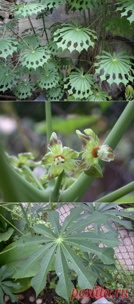 Миниок, кассава.
Manihot grahamiiesculenta) — типовой вид рода Маниок семейства Молочайные (Euphorbiaceae)