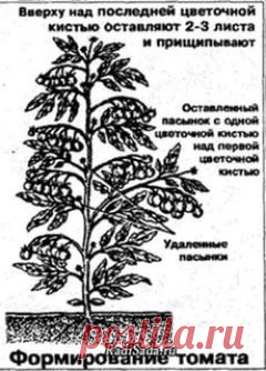 Помидоры и другие материалы. Новое в Вашей подборке на Постиле - rudenskiy62@mail.ru - Почта Mail.Ru