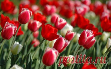 ПРАВИЛА ВЫРАЩИВАНИЯ ТЛЬПАНОВ