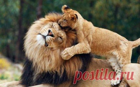 Когда двое заботятся друг о друге - это называется любовь. 
Винни Пух