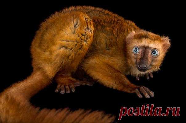 Самка голубоглазого чёрного лемура (Eulemur flavifrons). 

Фотограф - Joel Sartore.