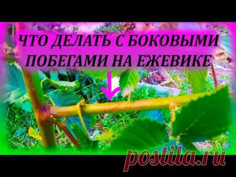 Что делать с боковыми побегами на ежевике. Как обрезать ежевику. Летняя формировка куста ежевики.