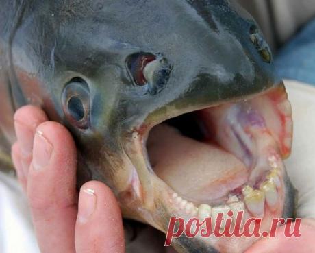 Кликабол. Всё самое интересное - здесь