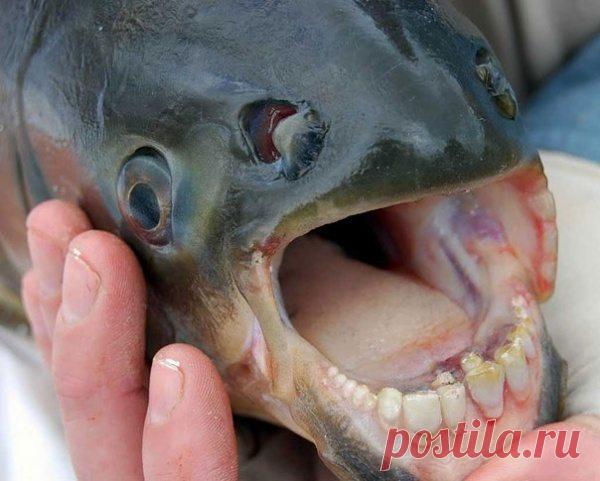 Кликабол. Всё самое интересное - здесь