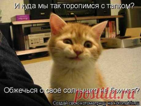 котоматрицы