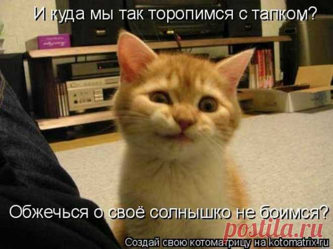 котоматрицы