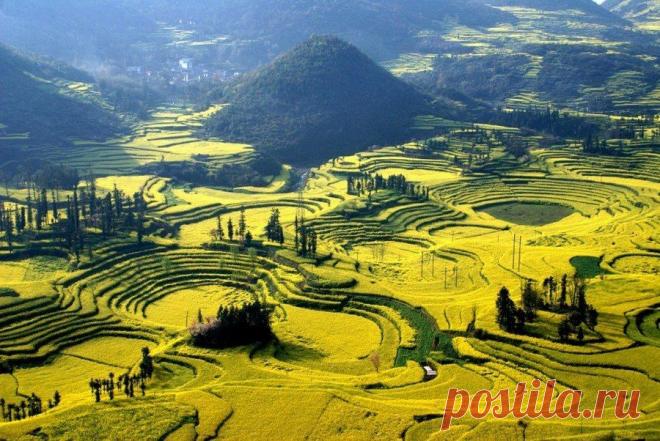 Цветочные Поля Канола: произведения невидимого художника --- В весеннюю пору китайская деревня Luoping, расположенная в восточной части провинции Юньнань, преображается в океан цветов. Профессиональные фотографы и туристы с многих уголков нашей планеты мечтают запечатлеть эту яркую природную достопримечательность Китая