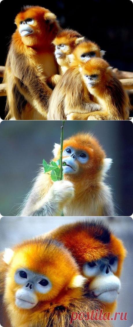 Необыкновенные золотистые обезьянки