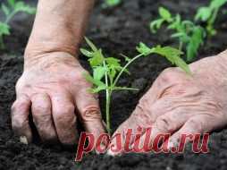 5 заблуждений о посевах - Садоводка
