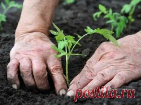 5 заблуждений о посевах - Садоводка