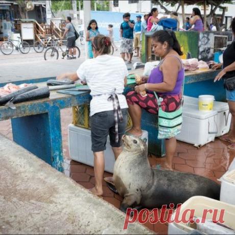 Рыбный рынок на Санта Крусе